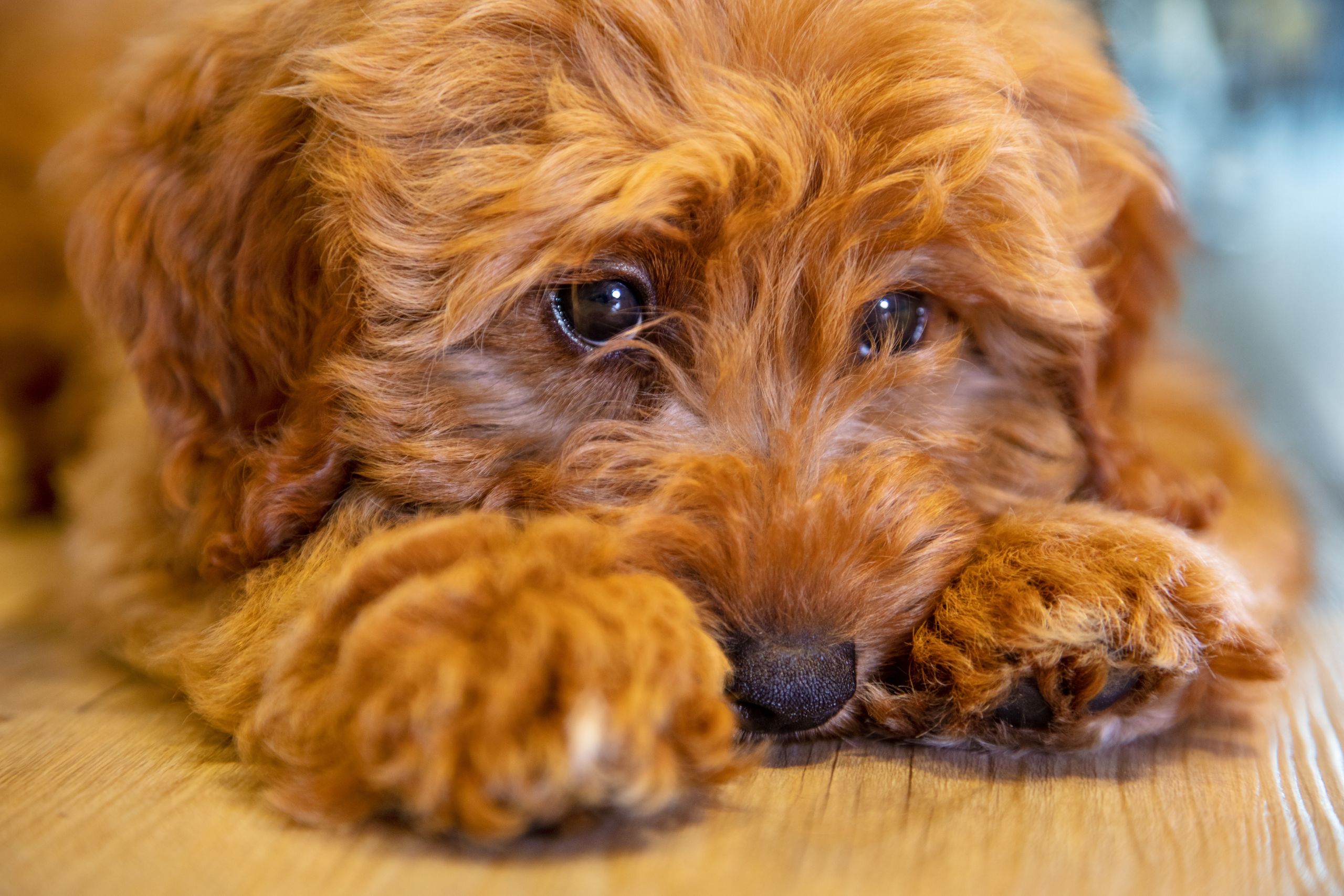 Understanding Your Pet’s Behavior_ Signs Of Stress And How To Address Them