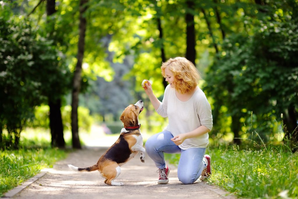 Enriching Pet Activities for Stress Relief